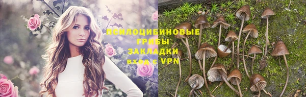 гашик Карпинск