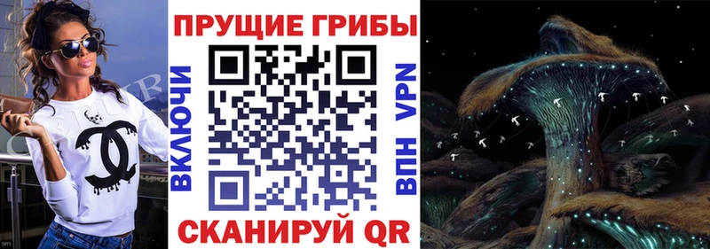цены   Сальск  kraken как зайти  Псилоцибиновые грибы Psilocybine cubensis 
